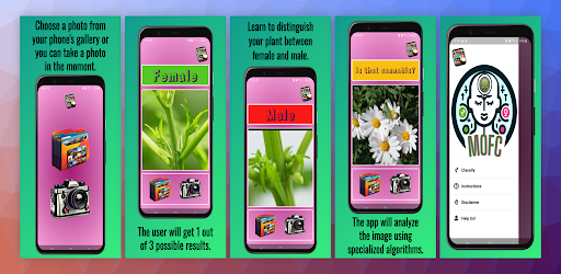 Male or Female cannabis?