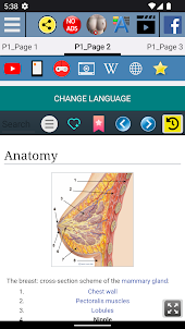 Nipple Anatomy