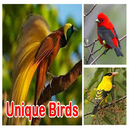 Unique birds logo