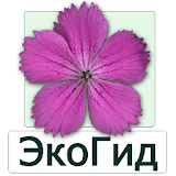 EcoGuide: Russian Wild Flowers icon