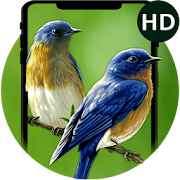 Beauty Birds Live Wallpaper&Themes- HD Bird Images  Icon