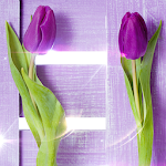 Purple Tulips Live Wallpaper Apk