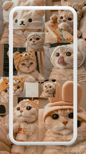 Cat wallpapers 4K  cute, funny
