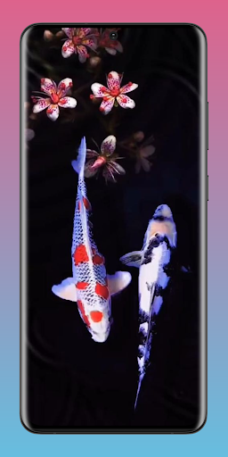 Koi Fish Pond Wallpaper HD 4K Screen 2