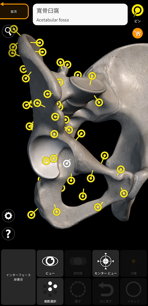 骨格 | 解剖学3D アトラスのおすすめ画像2