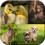 Cover Image of Tải xuống Baby Animals Wallpaper  APK
