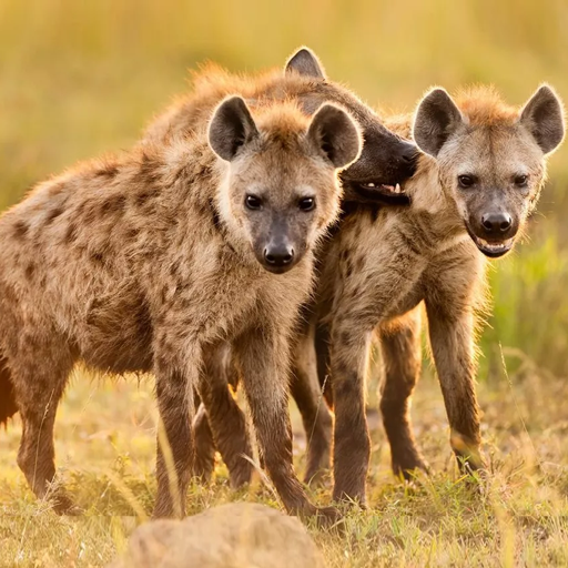 The Hyena تنزيل على نظام Windows