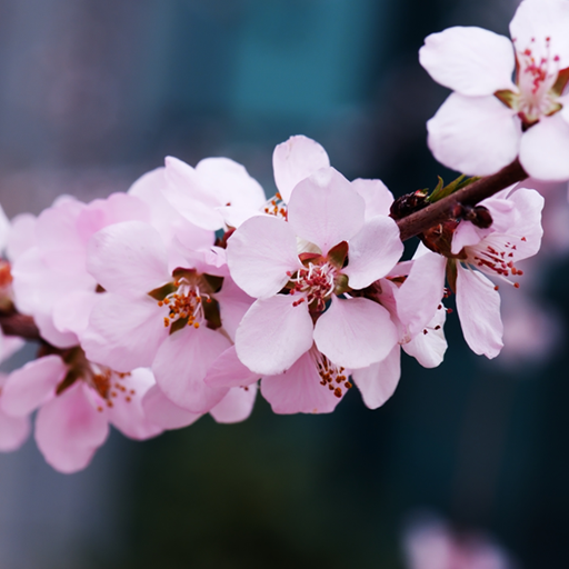 Cherry Blossom Live Wallpaper 1.0.6 Icon