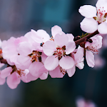 Cherry Blossom Live Wallpaper Apk