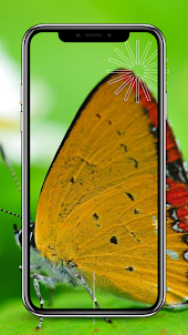 Hình nền bướm HD 4K