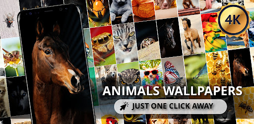 Animals wallpapers for phone