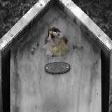 Bird Home RS Live Wallpaper icon