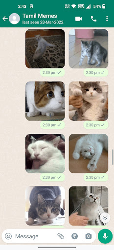 Cat Animated Stickers