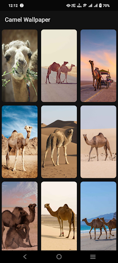 Camel Wallpaper Screen 3