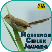 Masteran Ciblek Jawara OFFLINE