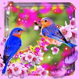 Beauty Birds icon