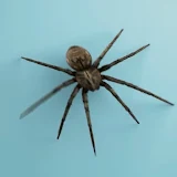 Spider Live Wallpaper icon