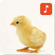 Baby Chicken Sounds