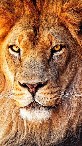 Android application Lion Wallpapers HD screenshort