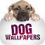 Wallpapers with dogs in 4K