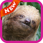 Cover Image of Download Sloth Wallpaper 3.0 APK