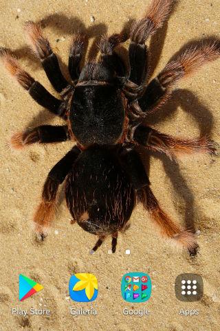 Spider Wallpapers Screen 3