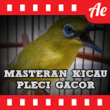Masteran Pleci Kicau Gacor icon
