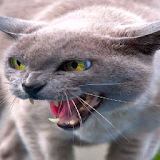 Angry Cat Live Wallpaper icon