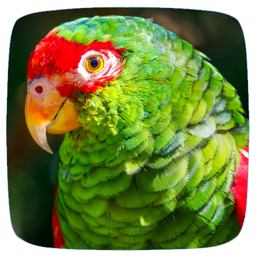 Parakeet Sounds logo