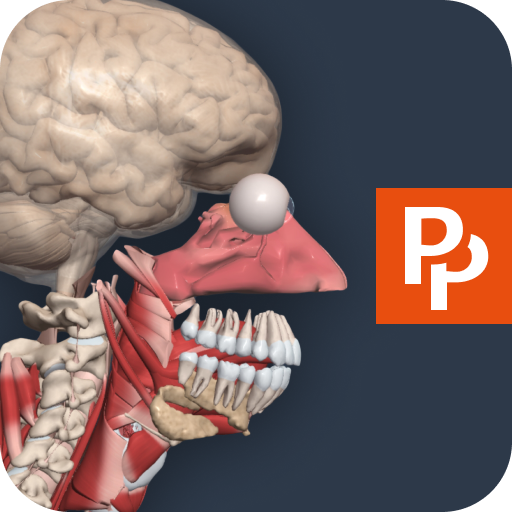 Primal’s 3D Human Anatomy Quiz  Icon