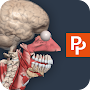 Primal’s 3D Human Anatomy Quiz