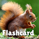 Animal flashcard & sounds Laai af op Windows