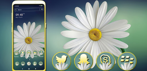 White Gerbera Daisy Theme