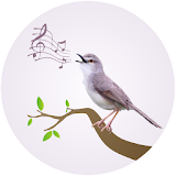 Prinia Birdsong icon