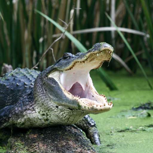 Alligator sounds logo
