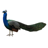 Peacock Sticker icon