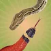 Snake Touch