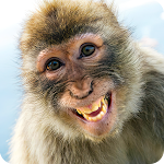 Cover Image of Download Animals Laughing Stickers 1.0 APK