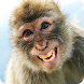 Animals Laughing Stickers - Androidアプリ