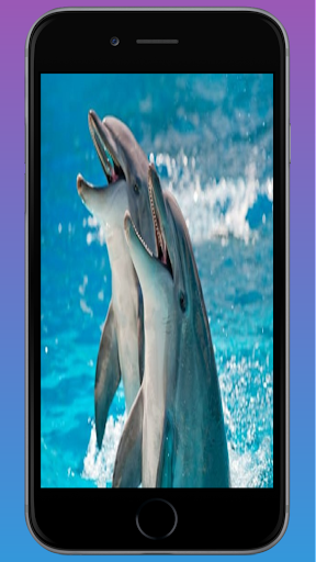 Dolphin HD Wallpaper