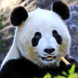 Panda, live wallpaper. icon