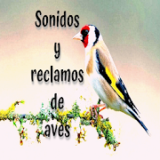 Sonidos y reclamos de aves - Bird sound free