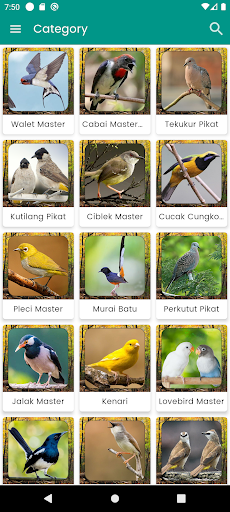 Suara Burung Murai Betina Screen 3