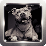 Pitbull Dog Wallpapers icon