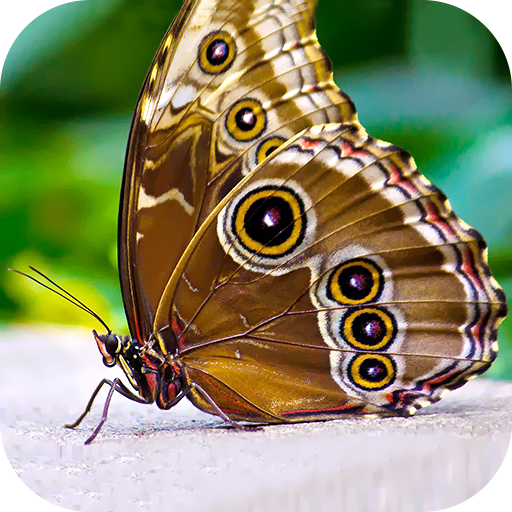Butterfly Wallpaper 2023 logo