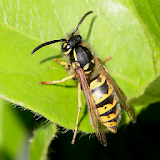 How To Get Rid Of Wasps icon