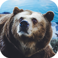 भालू वॉलपेपर पृष्ठभूमि HD