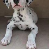 Dalmation Puppy Wallpapers icon