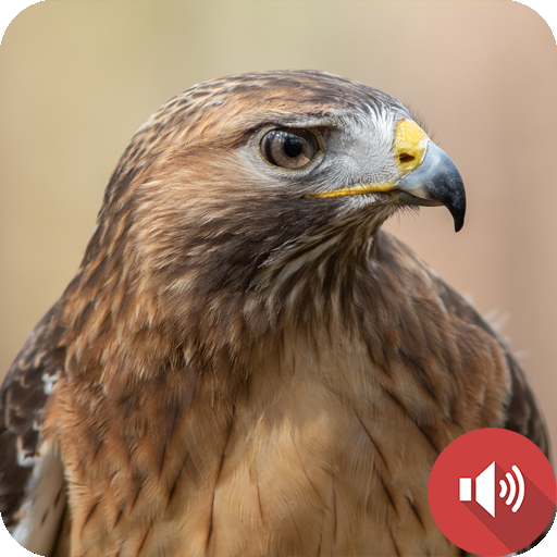 Hawk Sounds Logo