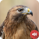 鷹の音 - Androidアプリ